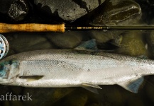 Luke Saffarek 's Fly-fishing Image of a Sockeye salmon – Fly dreamers 