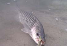 Mark Musgrove 's Fly-fishing Photo of a Striper – Fly dreamers 