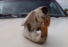 Beaver skull