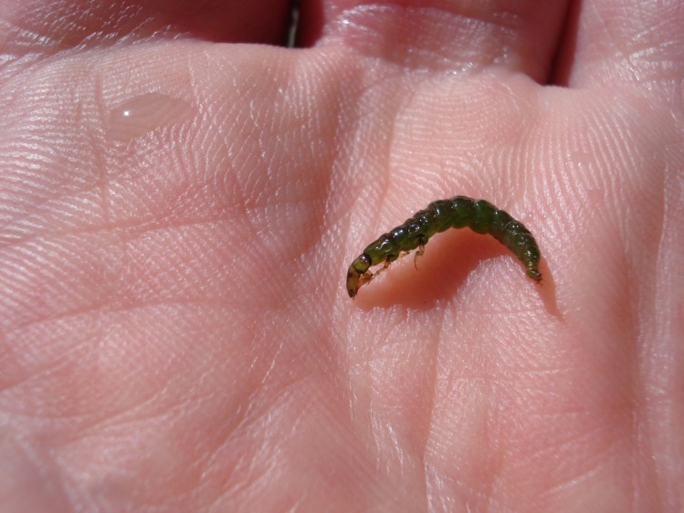 Larva de trichoptero (caddis) del Río Rivadavia (AR)