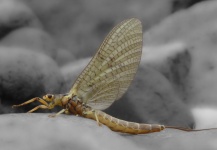 Fly-fishing Entomology for Brown trout - Nice Picture shared by Oscar Quevedo Iglesias – Fly dreamers