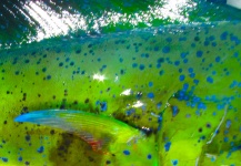 Fly-fishing Photo of Dorado - Mahi Mahi shared by Ben Meadows – Fly dreamers 