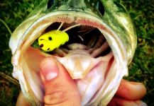Fly-fishing Image of Largemouth Bass shared by Mitchell Kempe – Fly dreamers