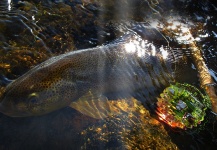 Fly-fishing Picture of Brown trout shared by Rögnvaldur Rögnvaldsson – Fly dreamers