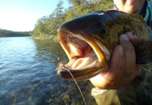  Imagen de Pesca con Mosca de Trucha de arroyo o fontinalis compartida por Rogerio "JAMANTA" Batista – Fly dreamers