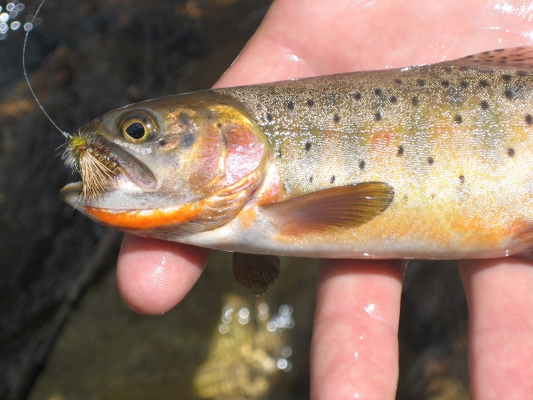 Cutthroat on a dry fly