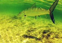  Fotografía de Pesca con Mosca de Bonefish compartida por Brent Wilson – Fly dreamers