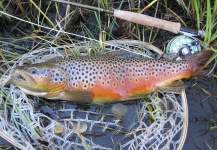  Fotografía de Pesca con Mosca de Trucha marrón por D. Leo Slattery – Fly dreamers 