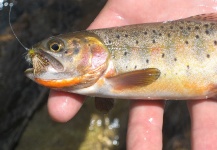 Fly-fishing Image of Cutthroat shared by Travis Vernon – Fly dreamers