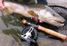 Fly-fishing Photo of Brown trout shared by Brent Wilson – Fly dreamers 