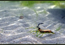 Fly for Bonefish shared by Rune Westphal – Fly dreamers 