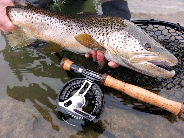 Big brown trout fly fishing