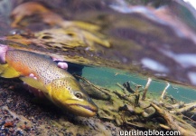 Brent Wilson 's Fly-fishing Pic of a Brown trout – Fly dreamers 
