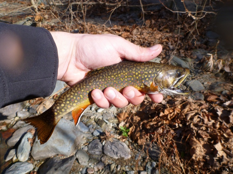 Brook trout from Moormans River Virginia