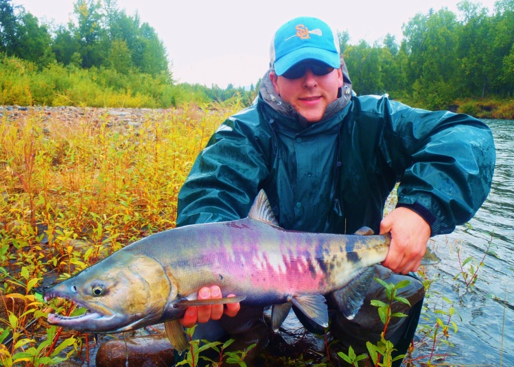 Chum salmon from Talkeetna River Alaska