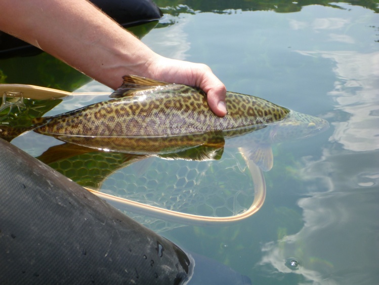 Release shot of tiger trout