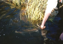 Fly-fishing Picture of Rainbow trout shared by Travis Vernon – Fly dreamers