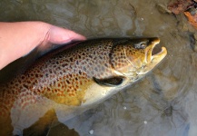 Fly-fishing Pic of Brown trout shared by Hambone Jones – Fly dreamers 