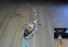 Sergio Córdoba 's Fly-tying Image – Fly dreamers 