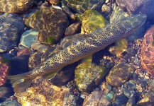  Foto de Pesca con Mosca de Salmo fario compartida por Gabriel Terrasanta | Fly dreamers