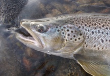  Foto de Pesca con Mosca de Salmo trutta compartida por Gabriel Terrasanta – Fly dreamers