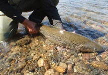  Foto de Pesca con Mosca de Trucha marrón compartida por Gabriel Terrasanta – Fly dreamers