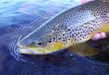  Foto de Pesca con Mosca de Trucha marrón por Gabriel Terrasanta – Fly dreamers 