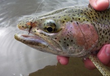  Fotografía de Pesca con Mosca de Trucha arcoiris compartida por Gabriel Terrasanta – Fly dreamers