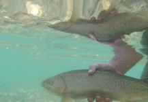  Fotografía de Pesca con Mosca de Trucha arcoiris por Gabriel Terrasanta – Fly dreamers 