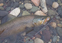  Fotografía de Pesca con Mosca de Trucha marrón compartida por Gabriel Terrasanta – Fly dreamers