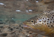  Fotografía de Pesca con Mosca de Trucha marrón por Gabriel Terrasanta – Fly dreamers 