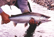  Fotografía de Pesca con Mosca de Trucha marrón por Gabriel Terrasanta – Fly dreamers 