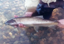  Imagen de Pesca con Mosca de Trucha arcoiris por Gabriel Terrasanta – Fly dreamers