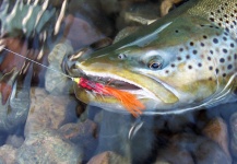  Imagen de Pesca con Mosca de Trucha marrón compartida por Gabriel Terrasanta – Fly dreamers