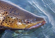  Imagen de Pesca con Mosca de Trucha marrón compartida por Gabriel Terrasanta – Fly dreamers