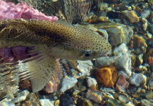 Fly-fishing Image of Rainbow trout shared by Gabriel Terrasanta – Fly dreamers