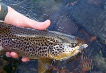 Fly-fishing Photo of Brown trout shared by Gabriel Terrasanta – Fly dreamers 