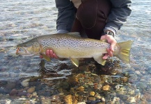 Fly-fishing Photo of Brown trout shared by Gabriel Terrasanta – Fly dreamers 