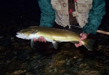 Gabriel Terrasanta 's Fly-fishing Catch of a Brown trout – Fly dreamers 