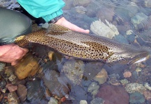 Gabriel Terrasanta 's Fly-fishing Catch of a German brown – Fly dreamers 