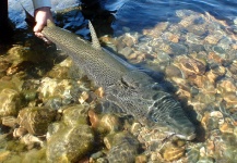 Gabriel Terrasanta 's Fly-fishing Image of a Brown trout – Fly dreamers 