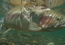 Gabriel Terrasanta 's Fly-fishing Pic of a Rainbow trout – Fly dreamers 