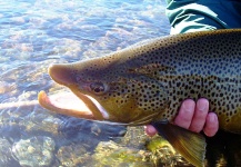 Gabriel Terrasanta 's Fly-fishing Picture of a Brown trout | Fly dreamers 