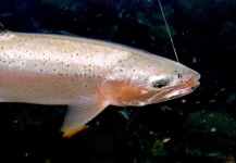 Gabriel Terrasanta 's Fly-fishing Picture of a Rainbow trout – Fly dreamers 