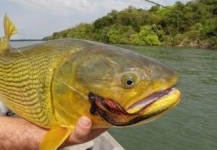 Fly-fishing Image of Golden Dorado shared by Alejandro Ballve – Fly dreamers