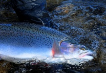 Fly-fishing Photo of Rainbow trout shared by Nicolás Schwint – Fly dreamers 