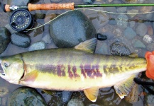 Fly-fishing Pic of Chum salmon shared by Jay Perry – Fly dreamers 