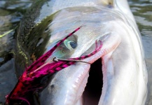 Fly-fishing Picture of Steelhead shared by Jay Perry – Fly dreamers