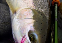 Jay Perry 's Fly-fishing Image of a Steelhead – Fly dreamers 