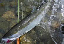 Jay Perry 's Fly-fishing Picture of a Steelhead – Fly dreamers 